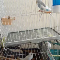 مرغ عشق|پرنده|زرقان, |دیوار