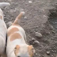 توله سگ خراسانی نر و ماده