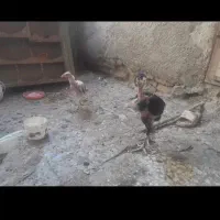 جوجه و مرغ لاری|حیوانات مزرعه|نوشهر, |دیوار