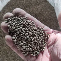 شاه دانه|خوردنی و آشامیدنی|فرخ‌شهر, |دیوار