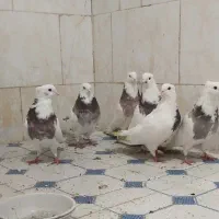 طوقی ..ملکشاهی