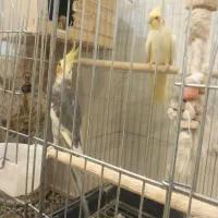 عروس هلندی فوری