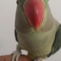 شاه طوطی ماده