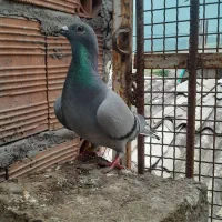 کبوتر مسافتی