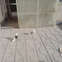 یه جفت دوبالی کشیده