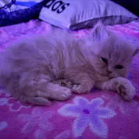 بچه گربه پرشین