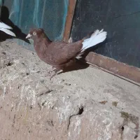 کبوتر|پرنده|کدکن, |دیوار