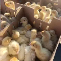 جوجه بوقلمون  بیوتی 6