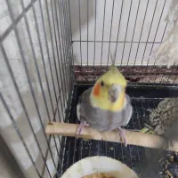 عروس هلندی جفت خرده مولد|پرنده|نسیمشهر, |دیوار