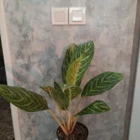 طبیعت را به خانه بباورید|گل و گیاه طبیعی|اهواز, ۳۰ متری|دیوار