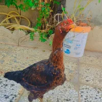 مرغ لاری اصیل|حیوانات مزرعه|مینودشت, |دیوار