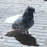 هفترنگ دمسفید