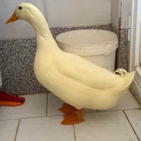 اردک نر|حیوانات مزرعه|قم, بنیاد|دیوار