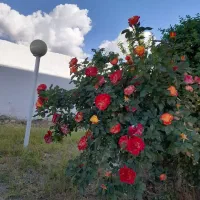 ویلا-نیمه-کاره-فشند