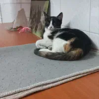 واگذاری رایگان بچه گربه|گربه|مرند, |دیوار