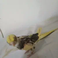 سه تا جوجه عروس هلندی