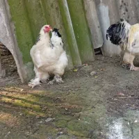 فروش جفت برهما سبرایت مرندی  پریشان