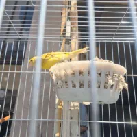 قناری ماده جفت سهره