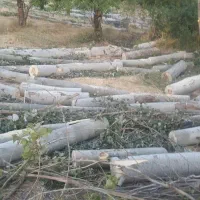 خرید انواع چوب قلمه و بید و گردو و..|خدمات باغبانی و درختکاری|چالدران, |دیوار