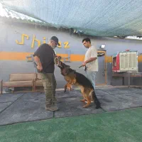 مربی سگ آموزش سگ|سگ|شیراز, میانرود|دیوار