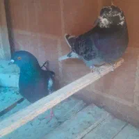 کبوتر تهرانی