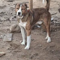 سگ گله|سگ|دلیجان, |دیوار