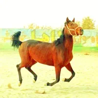 مادیان کرد|اسب و تجهیزات اسبسواری|رباطکریم, انجم آباد|دیوار