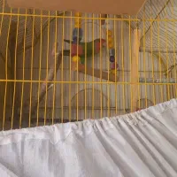 پرنده