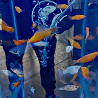 مولی بالن . مولی گاوی|ماهی|شهریار, شهرک وائین|دیوار