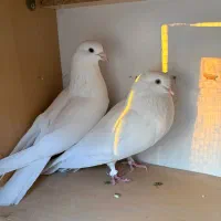 کبوتر کفتر|پرنده|هشتگرد, شهرک راه آهن|دیوار