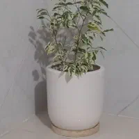 گل وگلدان|گل و گیاه طبیعی|بیجار, |دیوار