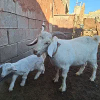 بزغاله دورگه بوئر