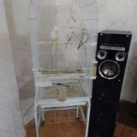 عروس هلندی با قفس|پرنده|تفت, |دیوار