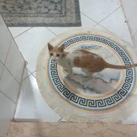 گربه خانگی پیدا شده