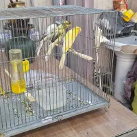 قناریهای رسمی بلند