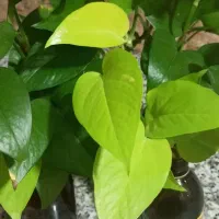 گل پتوس ریشه دار،شاداب