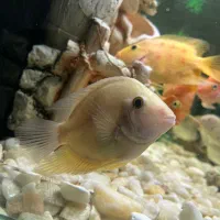 ماهی کوشتخوار سور‌م فلاور|ماهی|مشهد, رسالت|دیوار