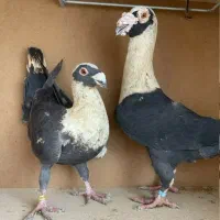 دورگ نر