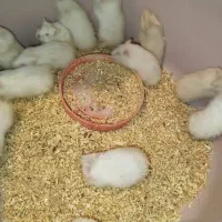 فروش همستر دونه190ارسال هم دارم|موش و خرگوش|دوگنبدان, |دیوار