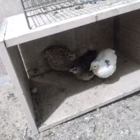 بلدرچین تخم گذار