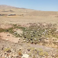 نیازمند یک چوپان
