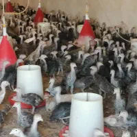 بوقلمون برنز و بیوتی محلی و خروس ومرغ باری|حیوانات مزرعه|مرودشت, محمد آباد|دیوار