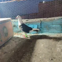 ماده|پرنده|نیشابور, رحمت آباد|دیوار