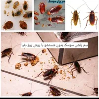 سمپاشی حشرات سم پاشی جوندگان ریشـه‌کن تنها‌1مرحـله|خدمات نظافت|قم, سراجه|دیوار