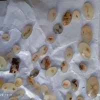 انواع نگین شجر قاین بسیار زیبا|جواهرات|تهران, فرودگاه مهرآباد|دیوار