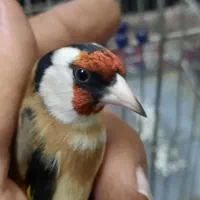 سهره چونه سفید|پرنده|ری, ولی آباد|دیوار