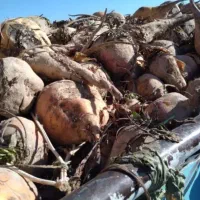 فروش چغندر دامی