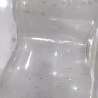 بچه ماهی گوپی۱ماهه