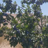 فروش زمین سندتک برگ ( کامل بخونید)
