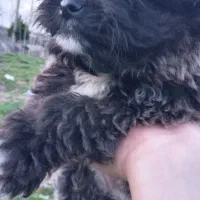 سگ پاکوتاه|سگ|رودسر, |دیوار